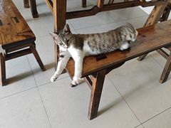 -玉滋補