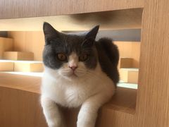 -CAT’S MEWSTAR CAFE·喵星球猫屋(晴湾咖啡店)