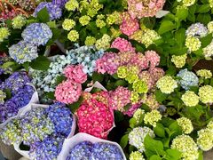 -溪岸路花鸟市场