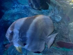 -太平洋海底世界