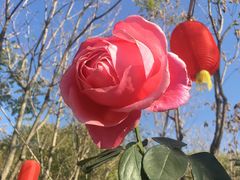-草根堂农场