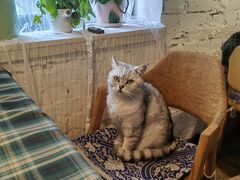 店里的猫咪-不舍昼夜咖啡馆