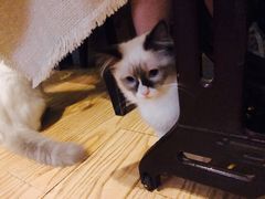 -猫色咖啡·猫咖