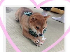 -逗柴咖啡屋·狗咖猫咖宠物桌游