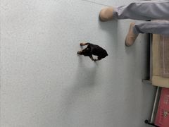 -汪喵宠物医院·骨科心脏影像·犬猫急重症ICU诊疗中心(成华分院)