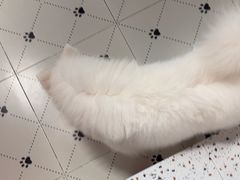 -毛绒耶耶撸宠馆·猫咖·狗咖·荷兰猪咖