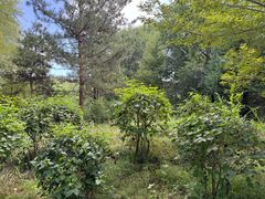 -红山国家森林公园