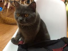 -李小姐の猫咖啡馆(五角场店)