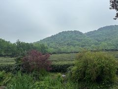 -中国茶叶博物馆(双峰馆区)