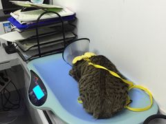 -达爱动物医院·犬猫分区·CT·复杂眼科(远洋山水分院)