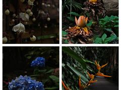 -中国科学院华南植物园