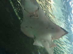 -悉尼海洋生物水族馆
