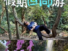 -莫里热带雨林景区