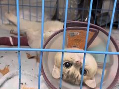 -创凡宠物医院·骨专科  猫科中心(西乡分院)