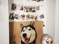 -Husky Go! 哈士奇体验馆·宠物咖啡厅狗咖