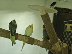 -青藏高原野生动物园