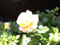 -肴约·花园式餐厅(湖里店)