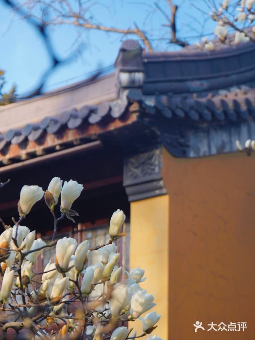 灵谷景区图片