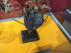 -上海昆虫博物馆