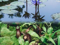 -国家植物园南园