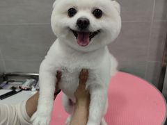 -宠福鑫康馨动物医院·骨科·眼科