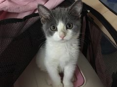 -瑞鹏宠物医院·骨科·猫科·内科(第一中心)