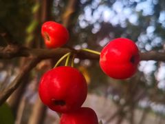 -大兴滨河森林公园