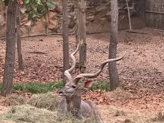 -清迈夜间动物园