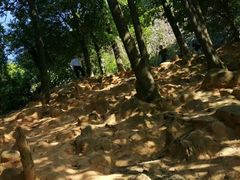 -火炉山森林公园