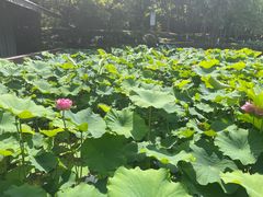 -陈家山荷花公园