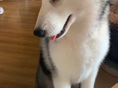 -Husky Go! 哈士奇体验馆·宠物咖啡厅狗咖