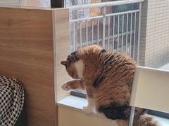 -滚猫咖啡·猫咖·猫友好撸猫(未来城店)