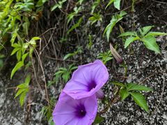 -神光山国家森林公园