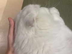 -御宝贝·A梦猫科宠物医院(国际猫友好医院)