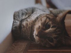 -纳吉亚猫专科动物诊疗中心(蒋宅口分院)