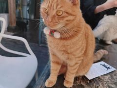 -喵屿·大理花园猫咖
