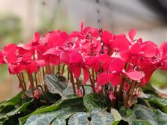 -龙大花卉苗木市场