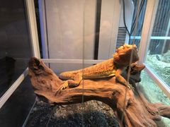 -酷以爬仙阁实体爬宠店·守宫·蜥蜴·专业繁育