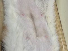 -凯特喵百思猫专科医院