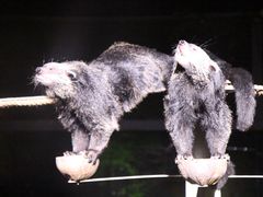 -清迈夜间动物园