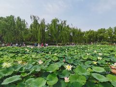 -莲花池公园