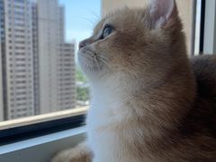 -猫大福·Fortune Cat猫舍(百子湾店)