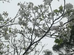 -金鸡山公园