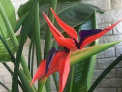 -菩提树·素食餐厅(汇智国际商业中心店)