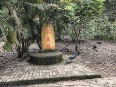 -莫里热带雨林景区