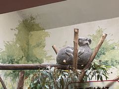 -广州长隆野生动物世界