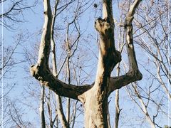 -上海共青森林公园