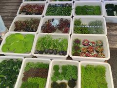 -双季花艺园艺市场(浦东店)