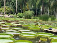 -中国科学院西双版纳热带植物园