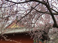 -桃花堤公园
